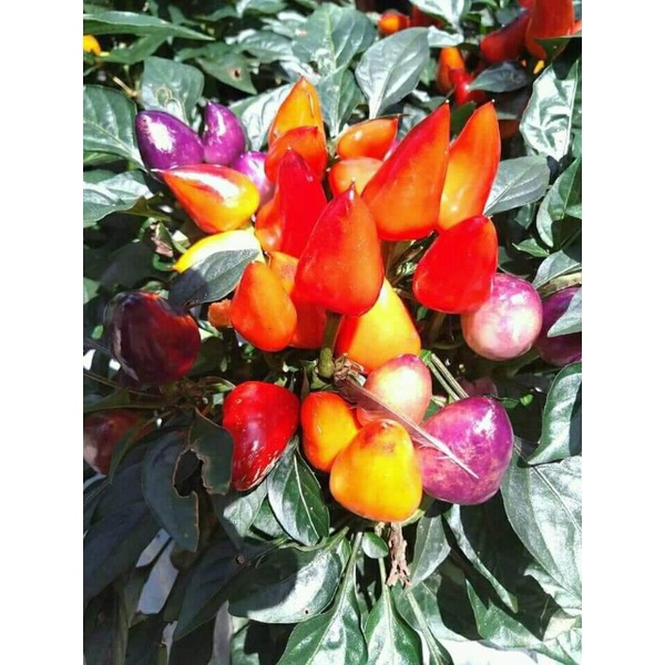 bibit cabe pelangi