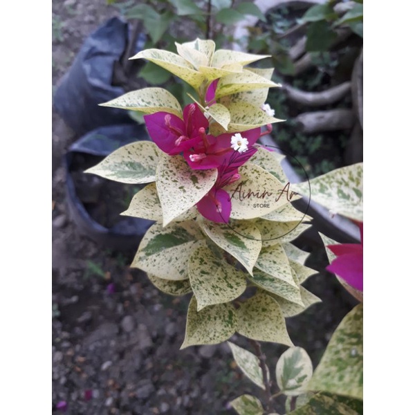 BONSAI BOUGENVILLE TAMAN BUNGA KERTAS BOUGENVILLE HIDUP