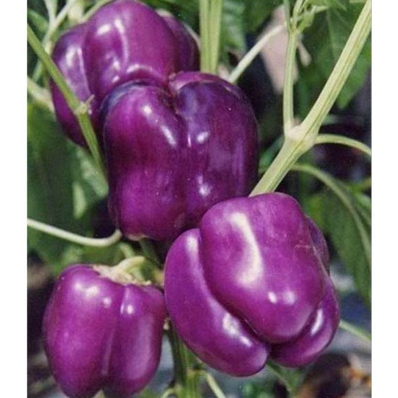 Benih Paprika Ungu F1 Purple Star - Benih Sayuran Kwalitas Terbaik