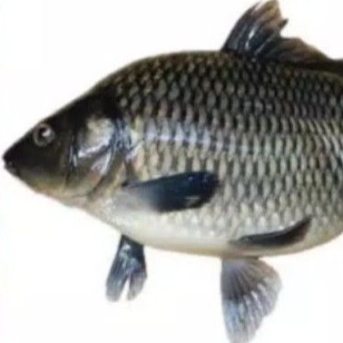 

Ikan mas Segar 1 kg
