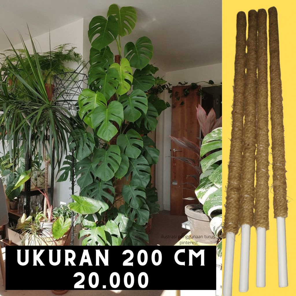 200 cm - Turus Tongkat Penyangga Tanaman Rambat