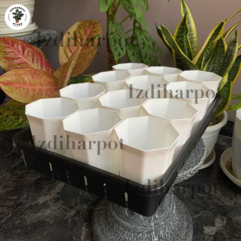1 SET TRAY + 12 POT PAGODA 10 PUTIH TRAY POT NKT 50CM | TRAY SEMAI BIBIT