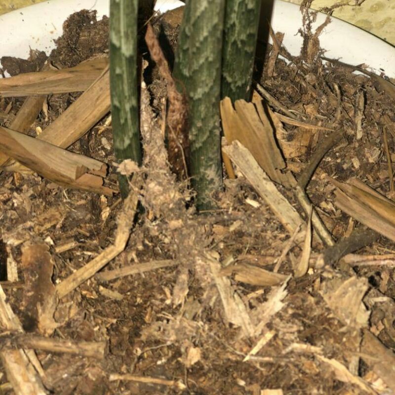 kompos daun bambu kering