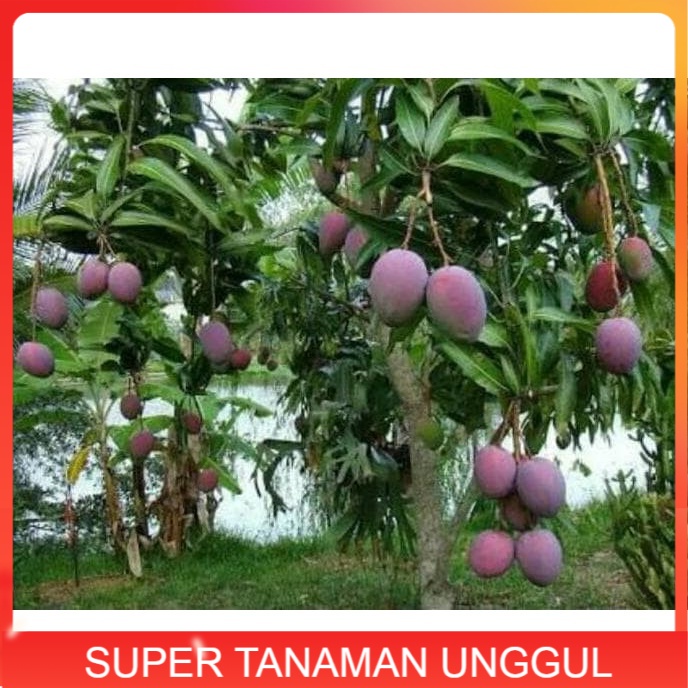 Bibit Pohon Mangga Irwin