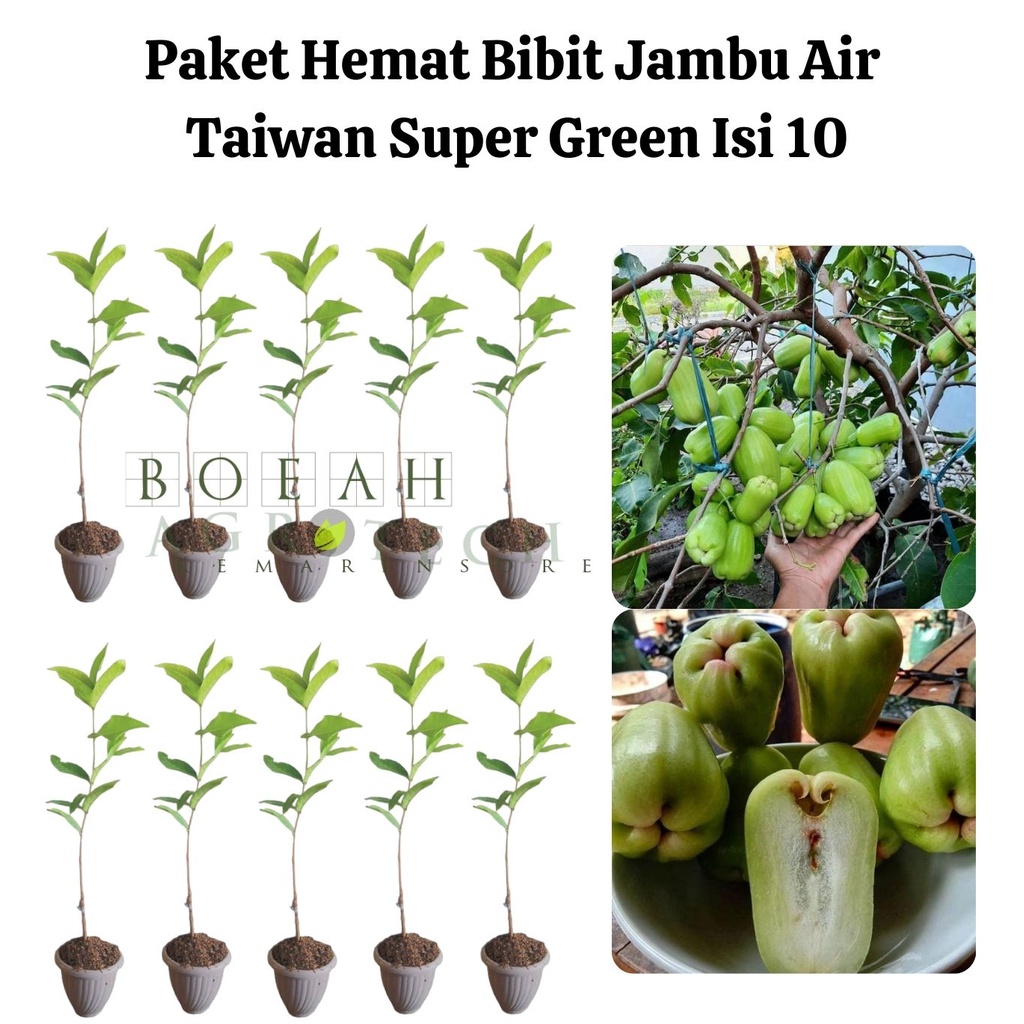 Paket Hemat Jambu Air Taiswan Super Green Isi 10 Bonus Bibit Strawberry+Polibag