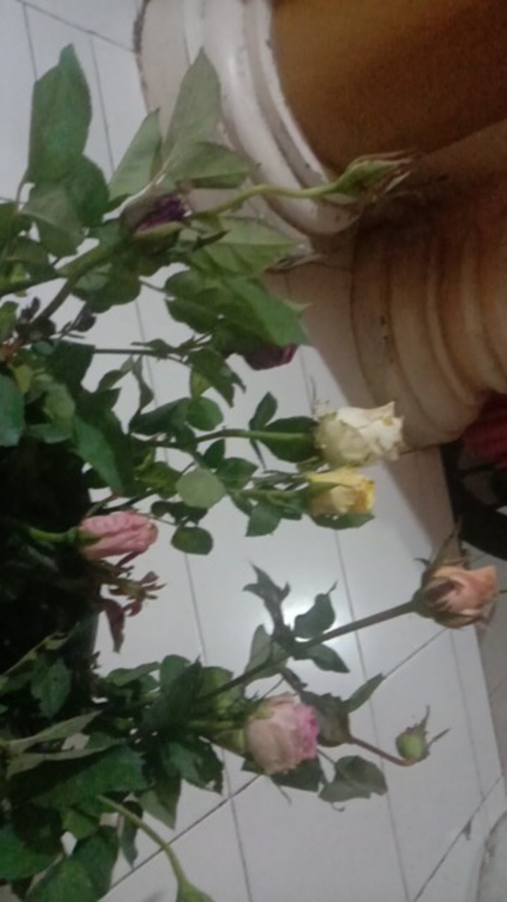 Tanaman Hias Mawar Baby