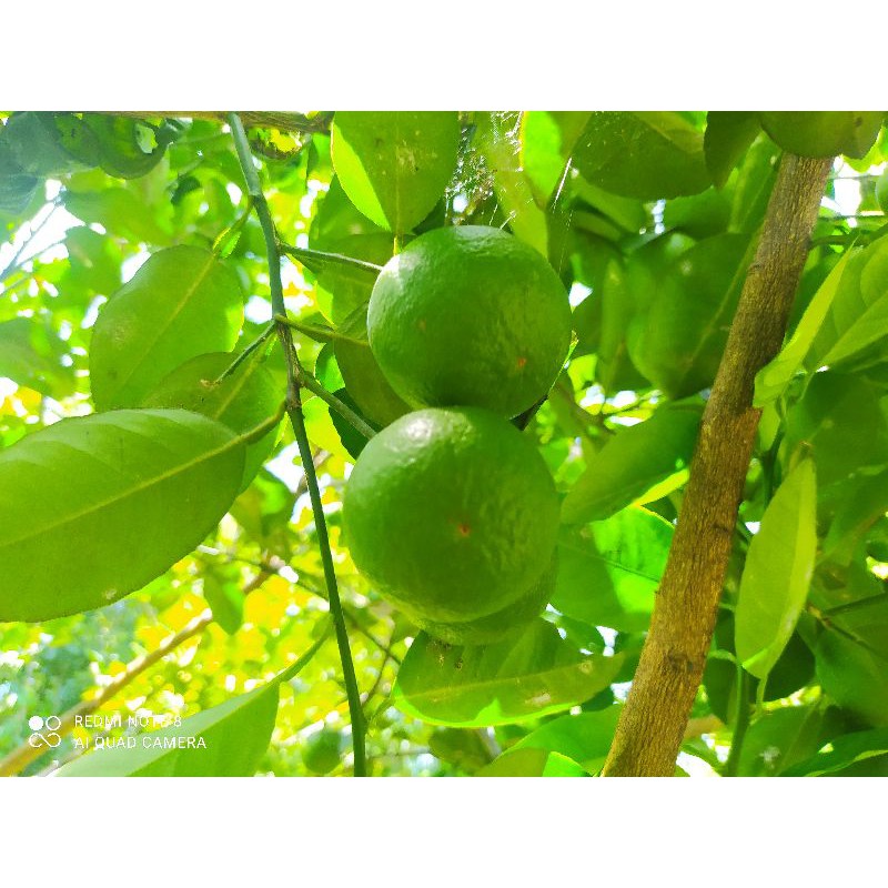 

jeruk bayi /jeruk nipis fresh langsung di petik dari pohon 1 pcs