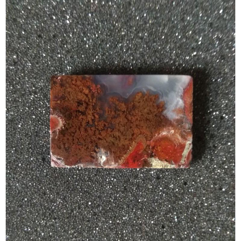 Lumut Trenggalek 02 bukan Pancawarna Pirus Badar Besi