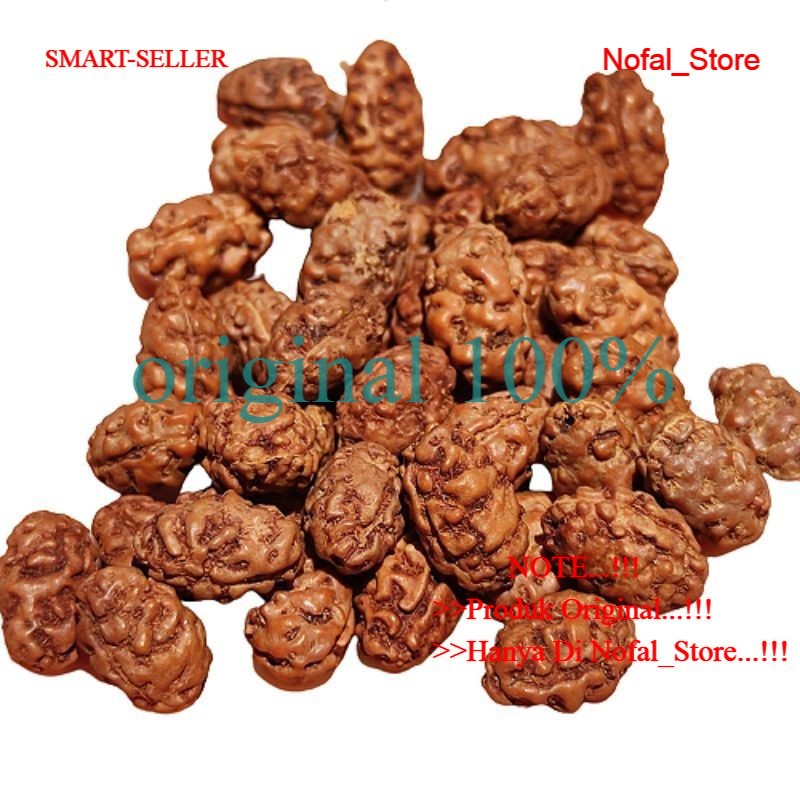 JENITRI RUDRAKSHA MUKHI 2 GARIS 2 BEADS