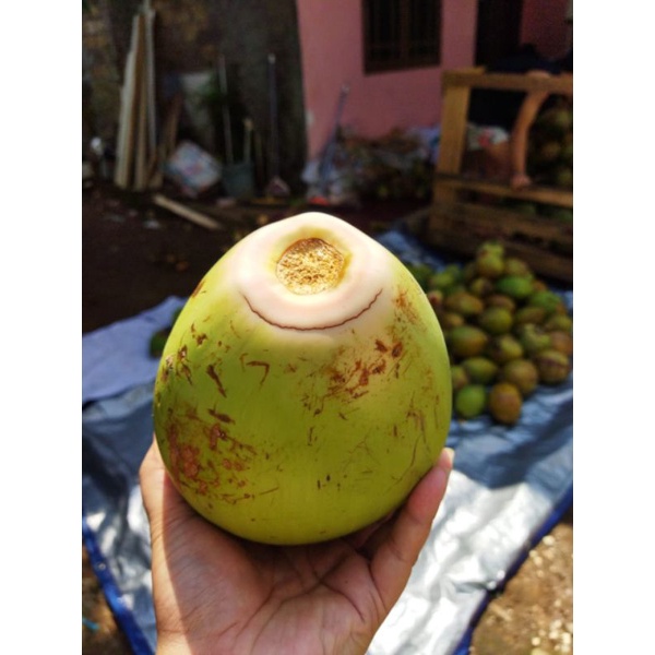 

Kelapa hijau obat size xs - s PROMO