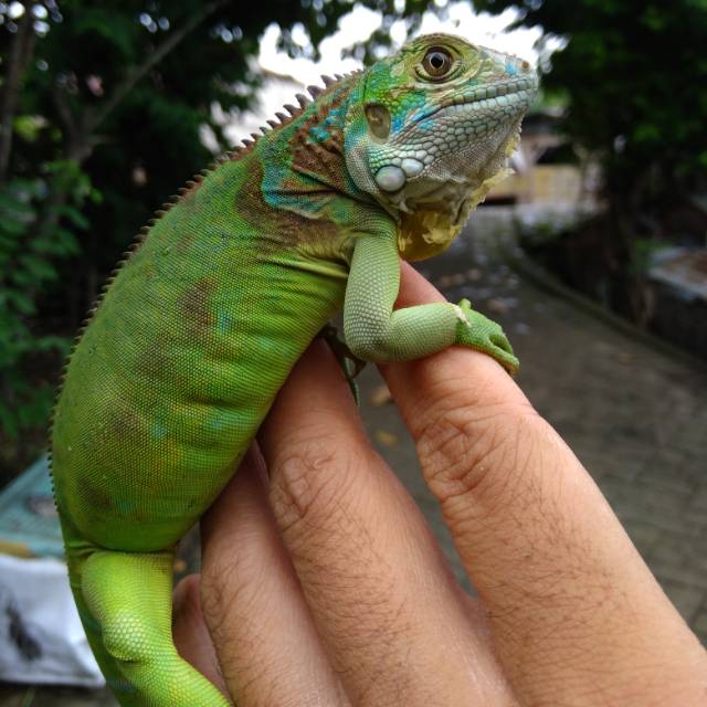 Green Iguana Colomb Last Stock.