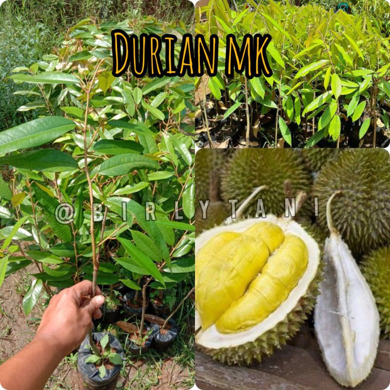 

durian mk