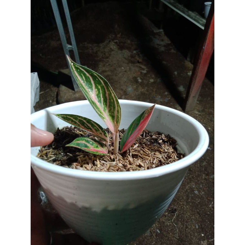 Aglaonema pride of Sumatra ukuran Beby