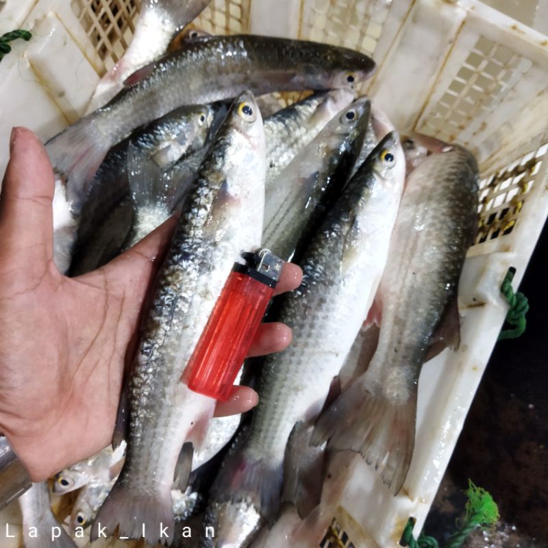 

Ikan Belanak Segar 1~Kilogram