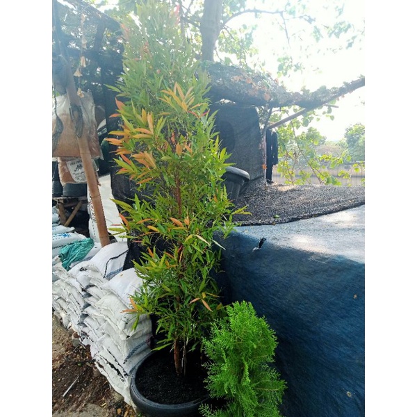 PESANAN PUCUK MERAH 2 METER KIRIM KE KAYU BESAR, JAKARTA BARAT