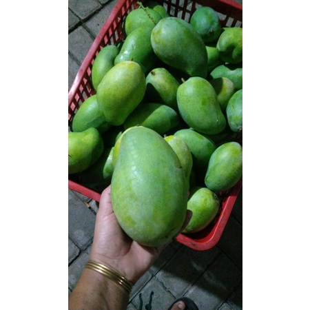 

Mangga Probolinggo - Mangga Arum Manis - Harum Manis Probolinggo