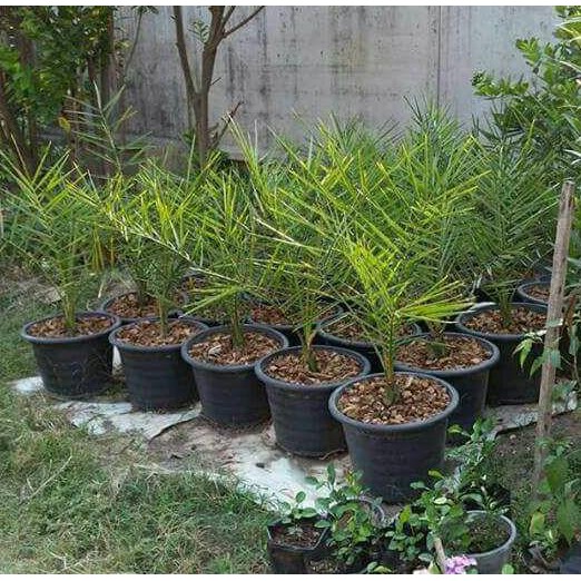 urgent bibit kurma kultur jaringan / pohon kurma kw1