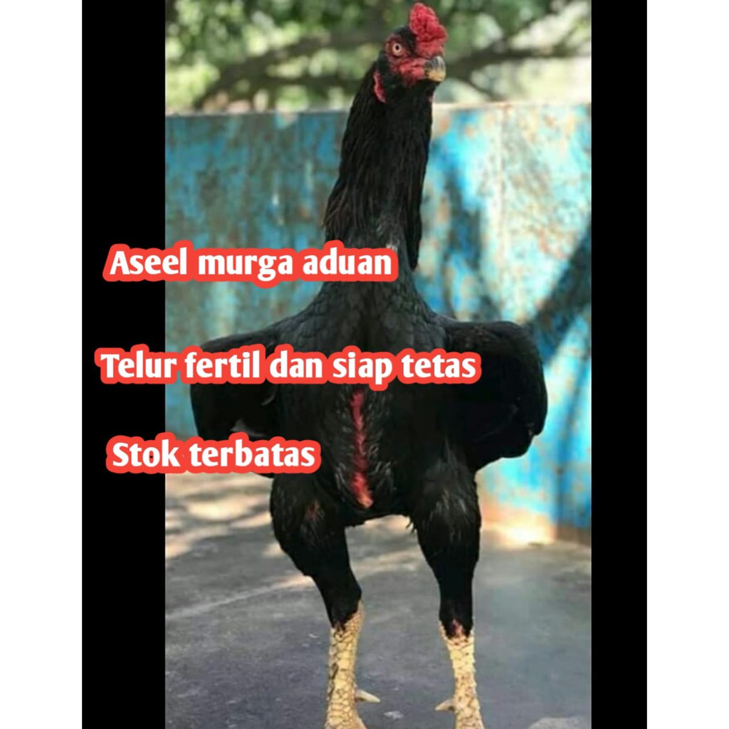 telur ayam bangkok aseel murga aduan