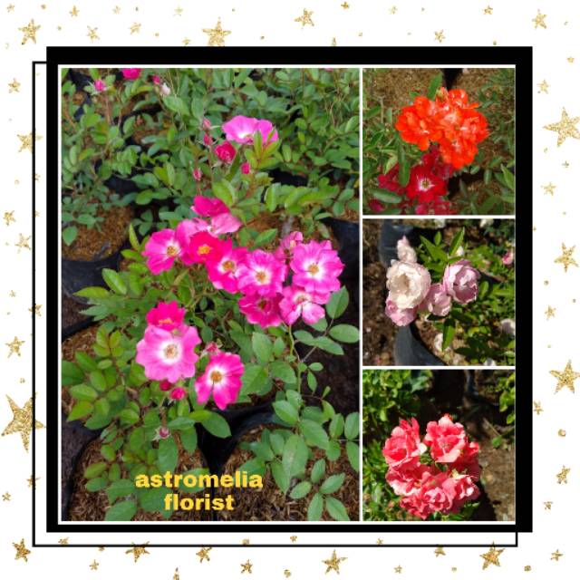 Tanaman hias "bibit bunga mawar rambat"