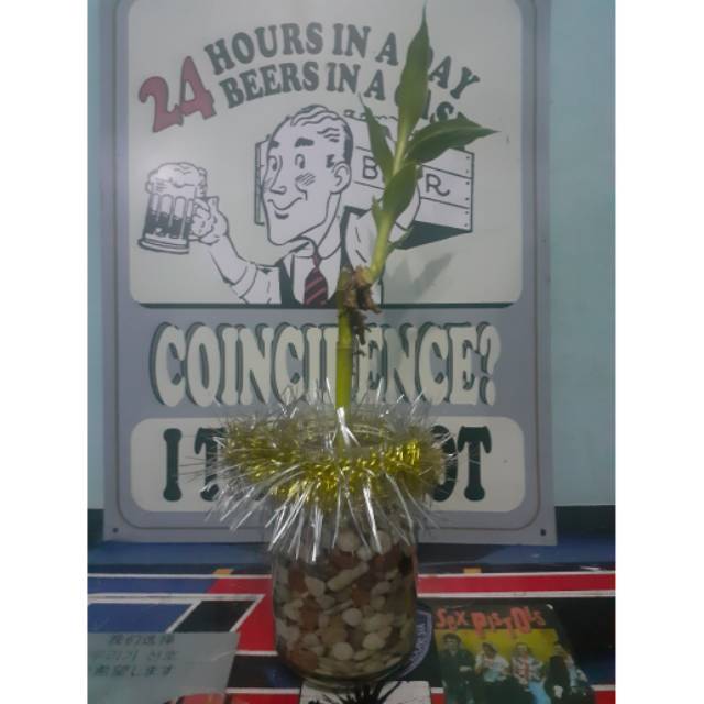 Tanaman bambu rejeki