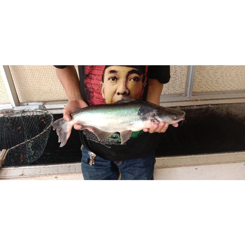 

PATIN SEGAR 500gr / 1kg