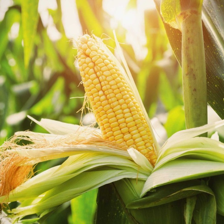 30 Benih Bibit Jagung Manis Super Unggul Baruna Sayuran Garuda Seed - Tanaman Sayur Berkualitas
