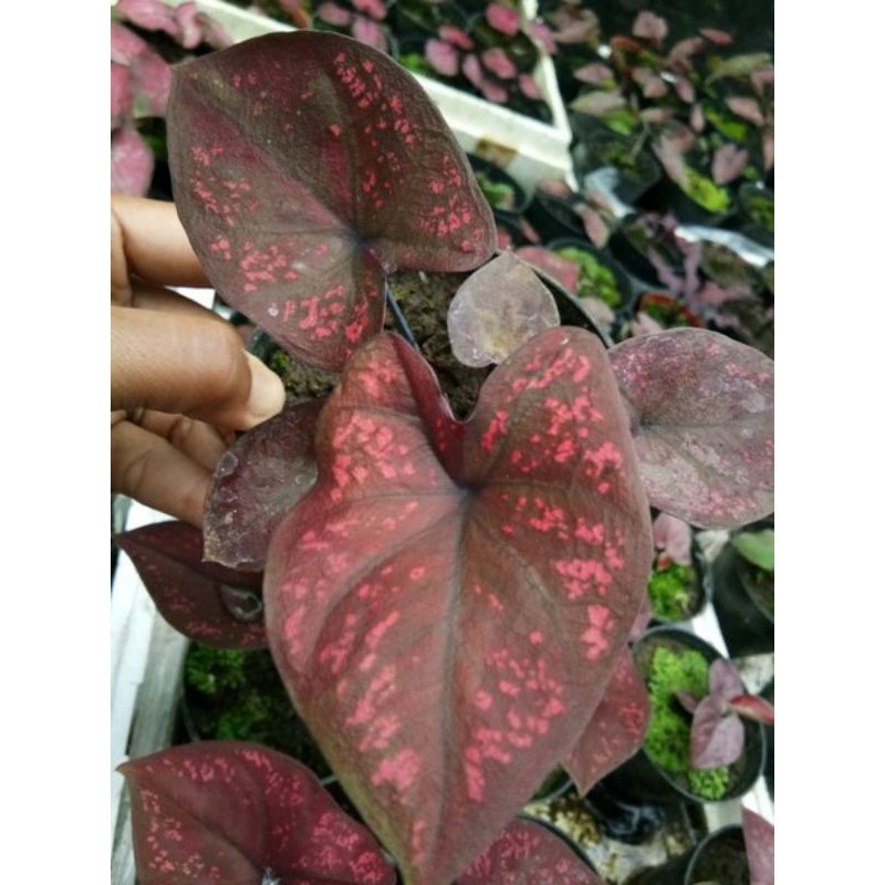 caladium seven luck/keladi seven luck