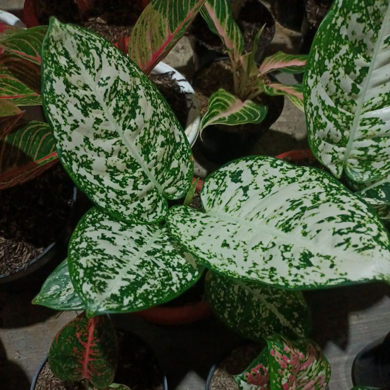 bunga aglonema big leaf_bunga aglonema big leaf super