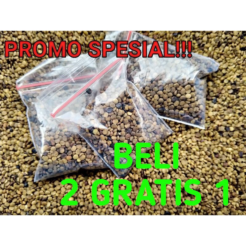 [MURAH] BENIH INDIGOFERA, BIJI INDIGOFERA SIAP TANAM, BENIH INDIGOFERA KUALITAS SUPER, TANAMAN SUMBE