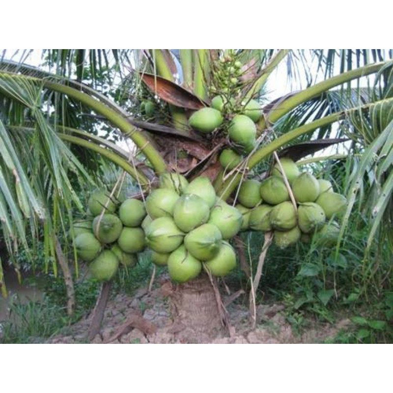 bibit kelapa, hijau, entok, wulung, kopyor, hibrida