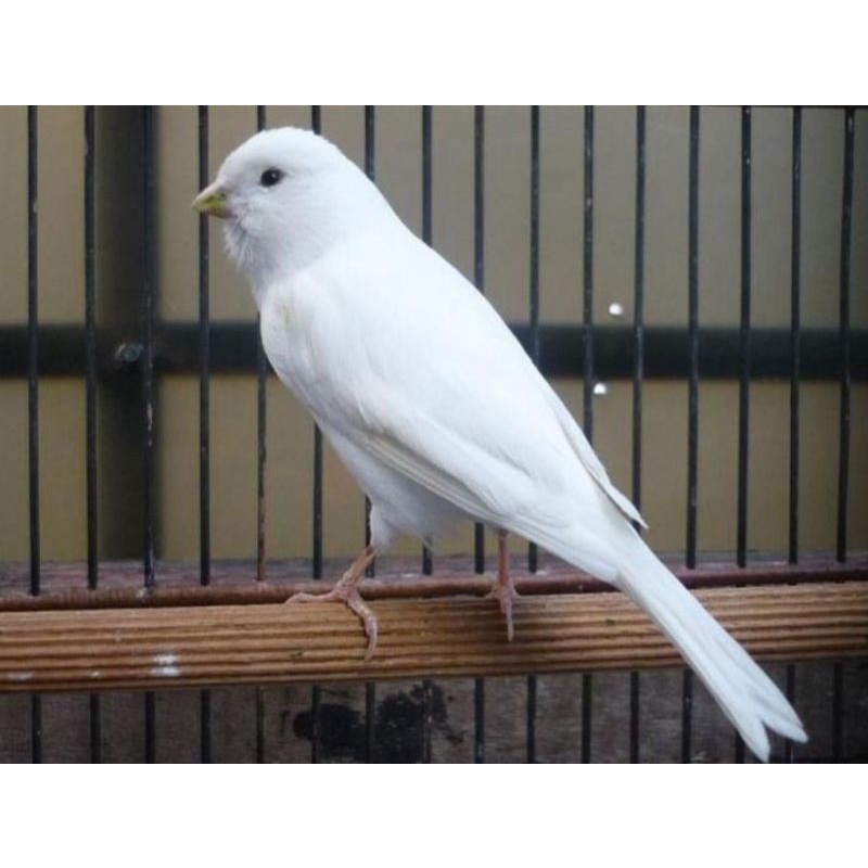 kenari putih loper bahan