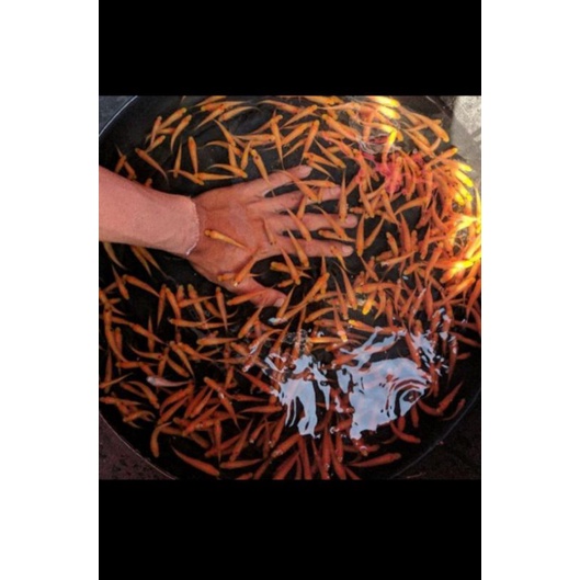 ikan terapi lemon, paket 50 ekor