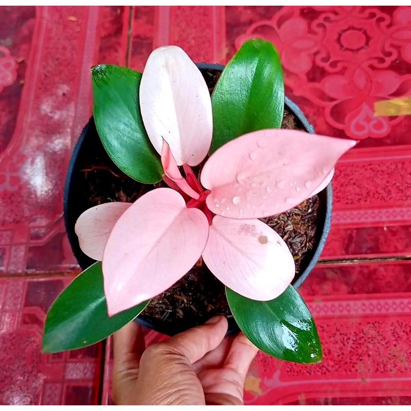 PHILO CONGO PINK - PHILODENDRON PINK CONGO