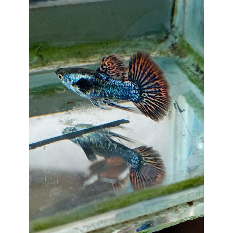 

ikan guppy red dragon ribon pasangan
