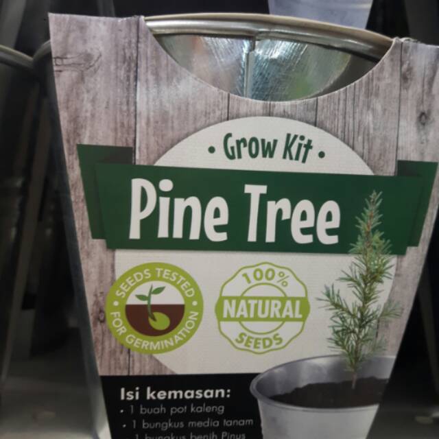 Jual GROW KIT PINE TREE (TANAMAN PINUS IMPORT) Shopee Indonesia