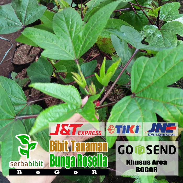 Bibit Bunga Rosella Merah