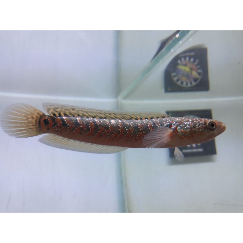 Asiatica Red Spotted 5-6-7cm