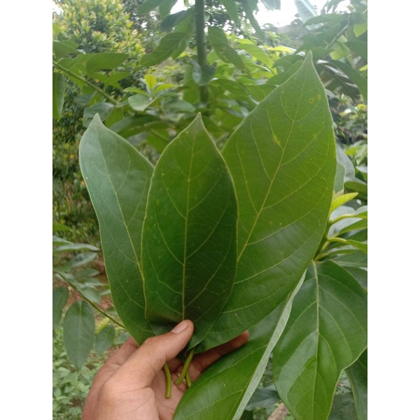 

Daun Alpukat Segar 500g/Persea americana