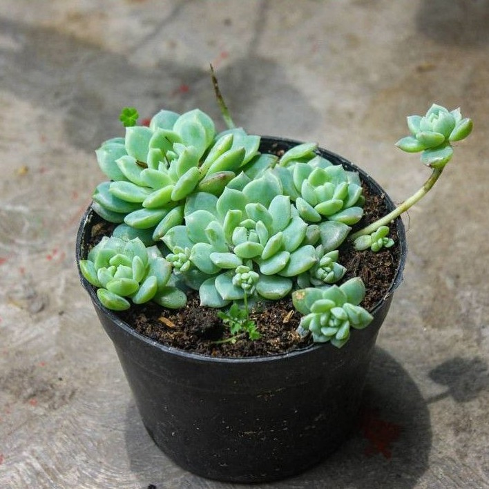 Sukulen echeveria prolifica/Anting ratu