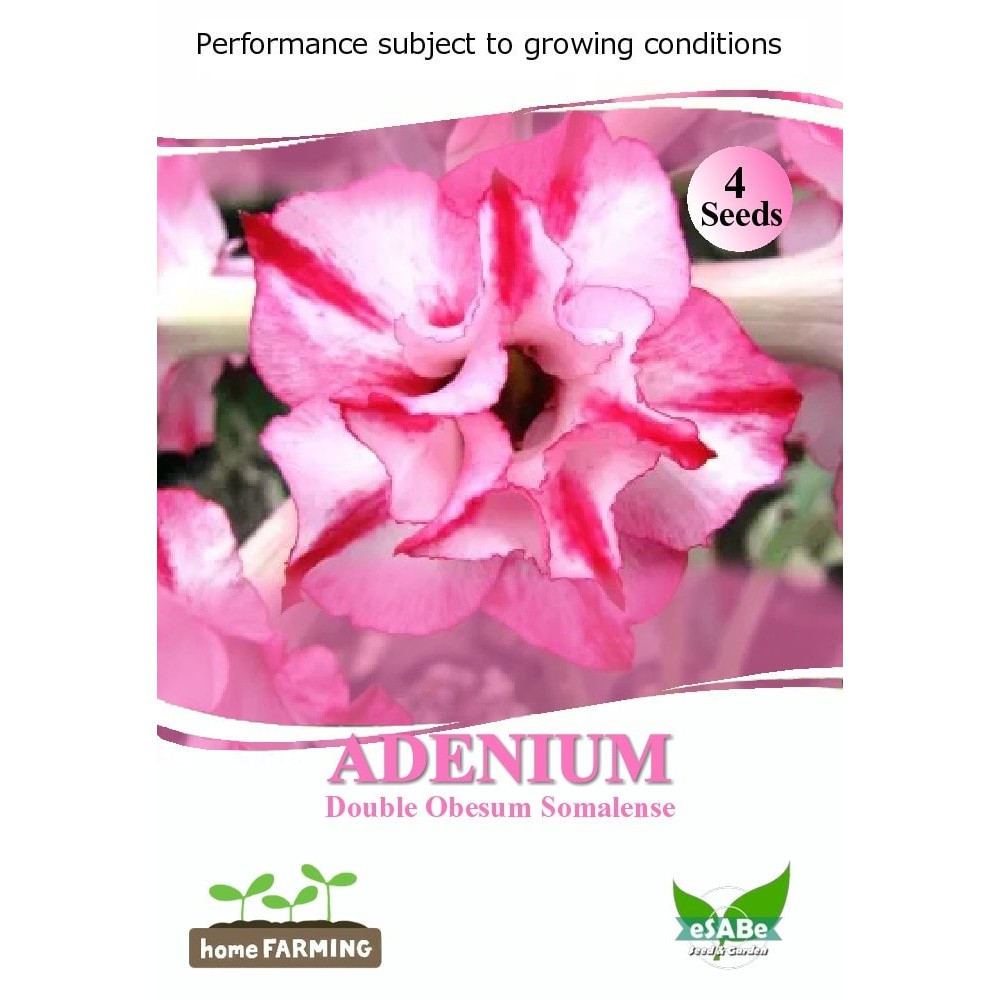 4 Seed Biji Benih Bunga Adenium Double Obesum Somalense