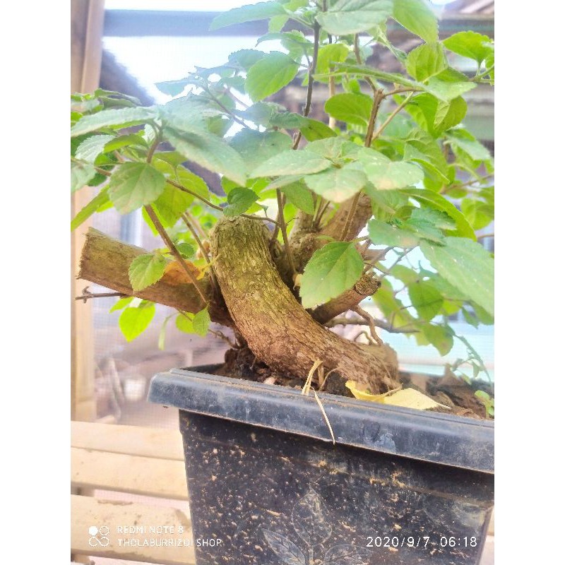 Bahan Bonsai Lantana Shopee Indonesia