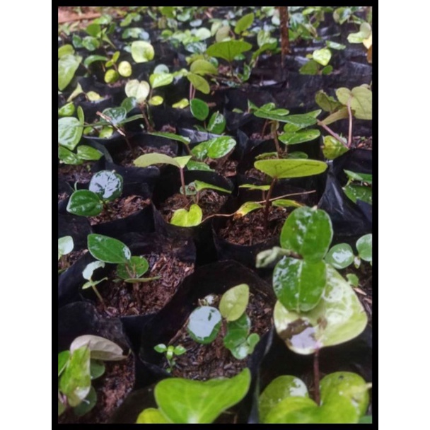 Bibit Stek Kemukus Unggul / Bibit Kemukus, Rinu / Bibit Unggul / Rinu Perdu / bibit kemukus super / 