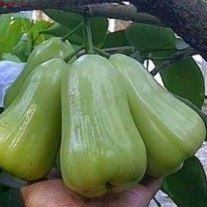 bibit jambu madu deli terbaik | jambu madu deli termanis