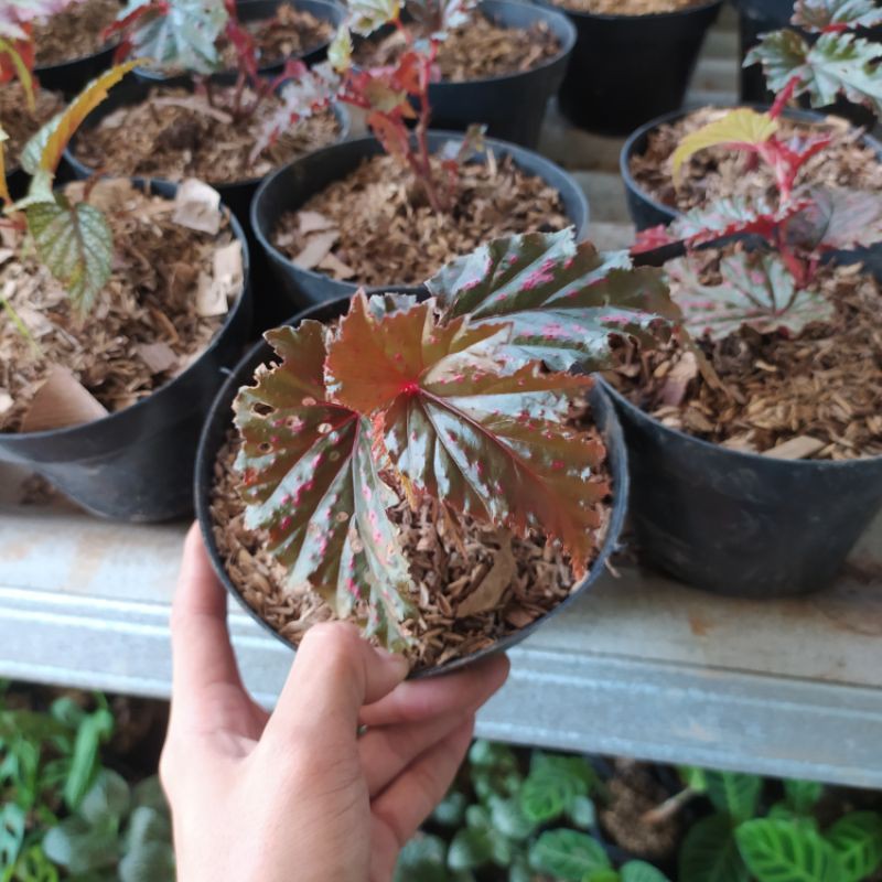 tanaman hias begonia Rex walet - begonia coklat - begonia