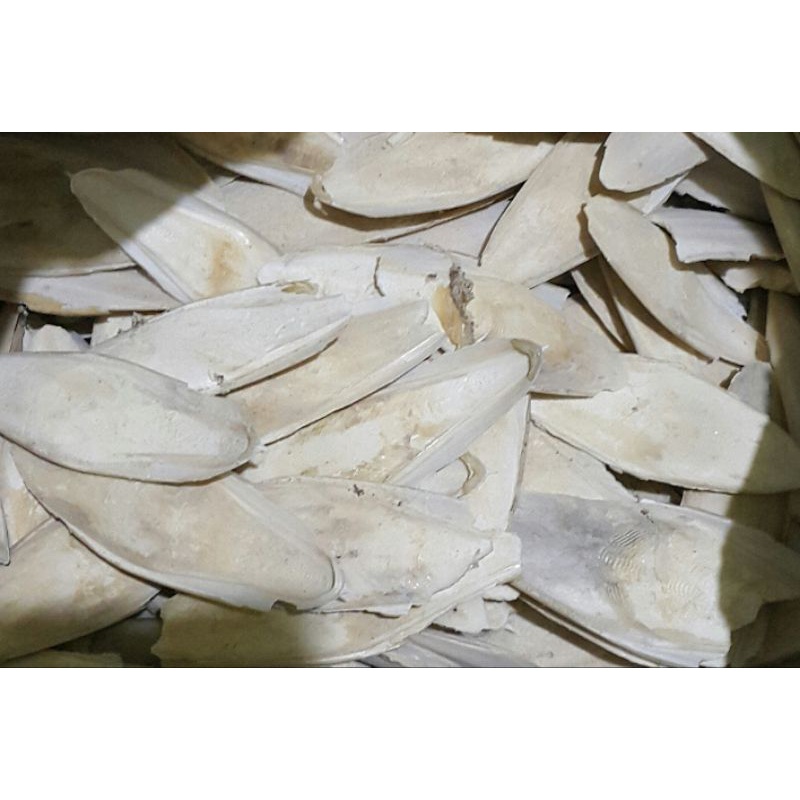 Sotong/asinan burung perkutut hewan peliharaan