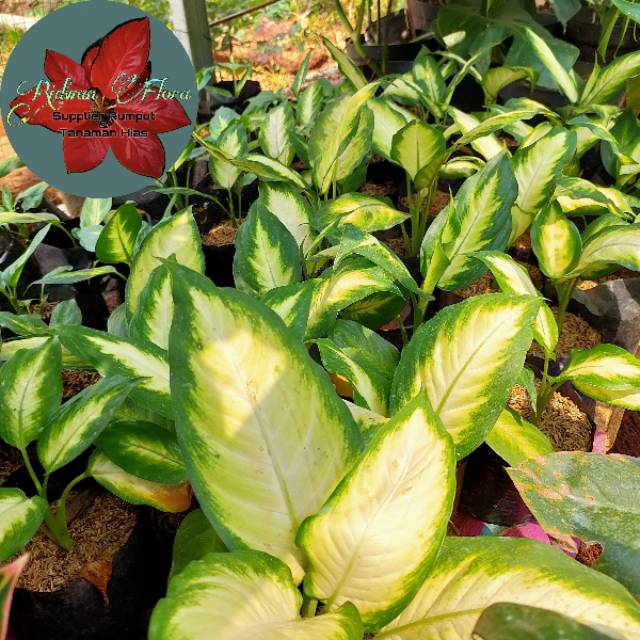 Tanaman Blanceng Susu atau Tanaman Diven