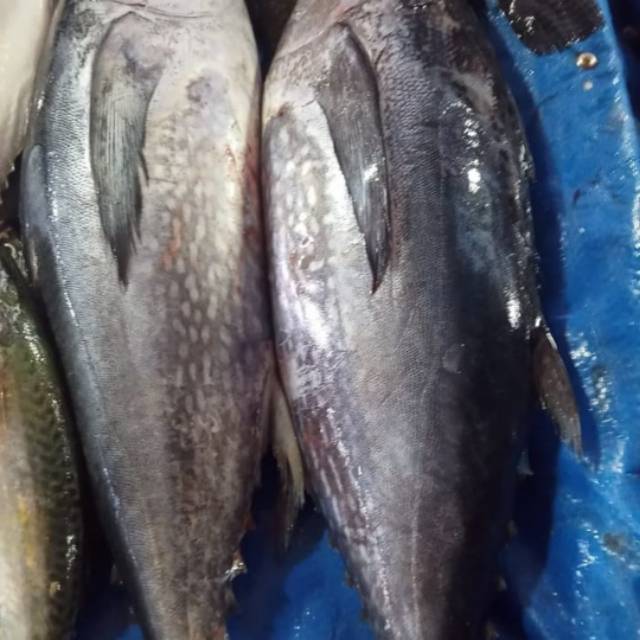 

Ikan tongkol sisik 1kg, sayur medan