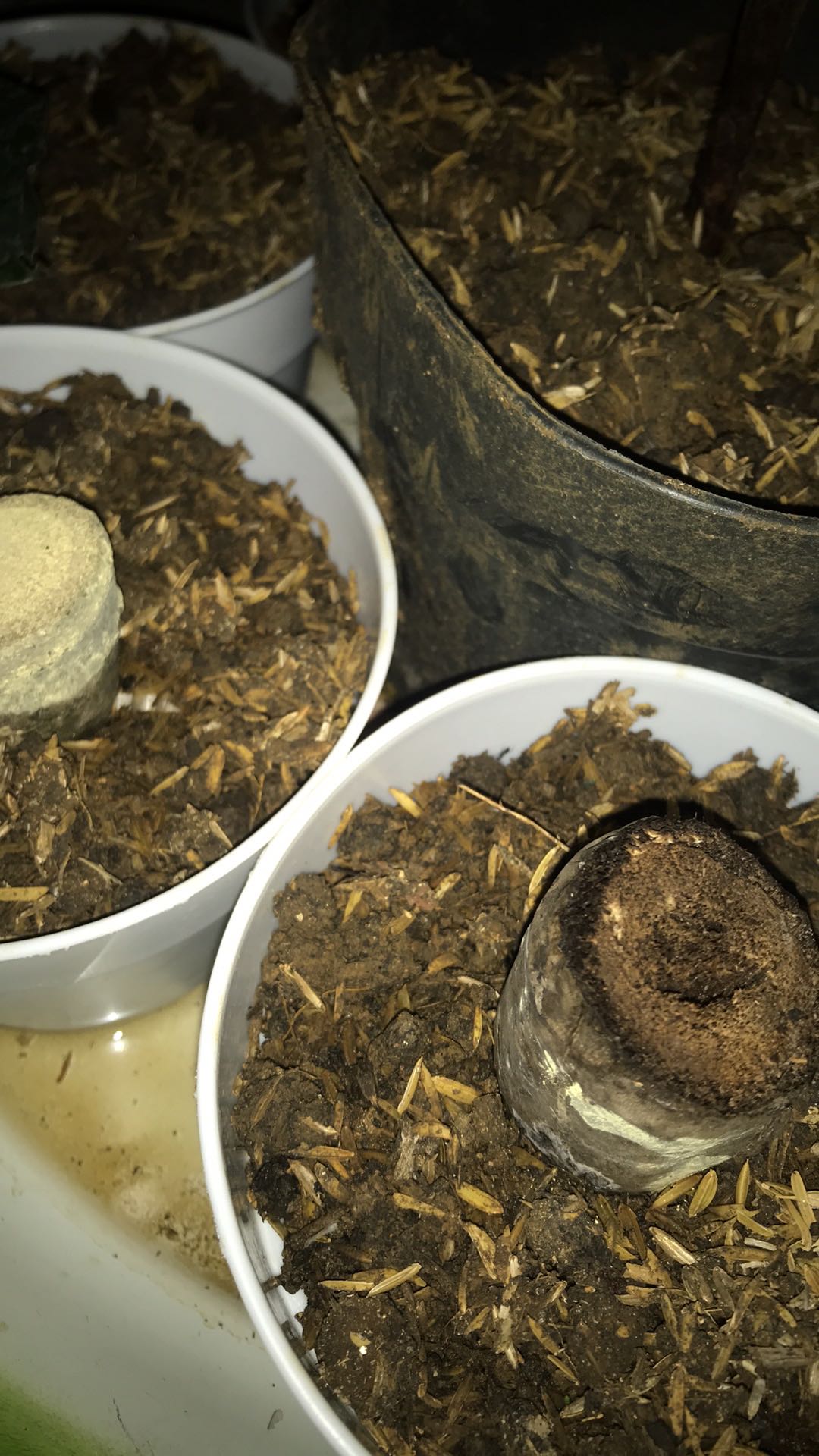 Polybag Putih 25 X 25