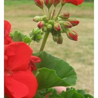 TERLARIS tanaman hias geranium merah putih pink salem TERLARIS tanaman hias geranium merah putih pink salem