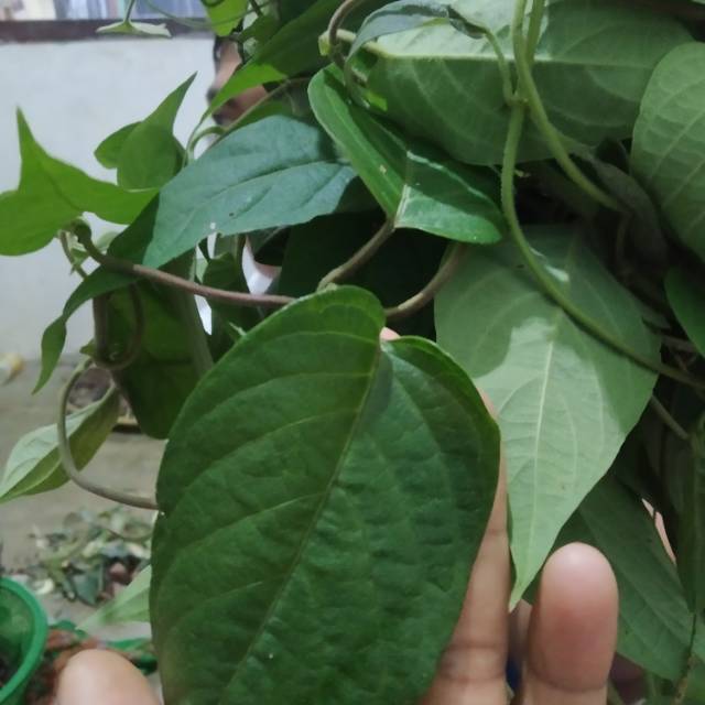 

daun simbukan 500 gram segar termurah